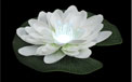 LED Floating LilyLyte™ - FOR-12515