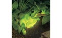 Green Frog Garden Glow Light - 3360