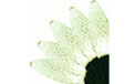 25 Count C9 Pure White LED Light Set - 902837