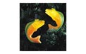 Flippin' Trout Party String Lights UL0424