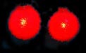 Red Flocked Ball Party String Lights - UL1248R