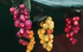 Purple & Green Misty Grape Clusters Party String Lights - 816834D