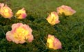 4' x 4' Real-To-Touch Rose Bud Net-Style Stringlight Set - Pink/Purple/Cream Roses - 20 Clear Mini Lights - 720939P