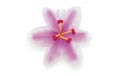 Lily Flower Lites Party String Lights - 836544
