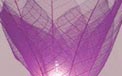 Bloomination Natural Blooming Flower Party String Lights - Lavender - FL-LAV
