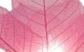 Bloomination Natural Blooming Flower Party String Lights - Pink - FL-PINK