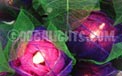 Bloomination Natural Rose Romantic Party String Light - Purple