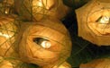 Bloomination Natural Rose Romantic Party String Lights - White - FL-RLNAT