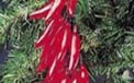 Red Peppers Cluster Party String Lights - UL0739