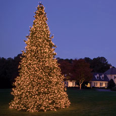 Commercial Tower Christmas Trees