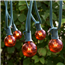 Amber Commercial Globe Lights 50'