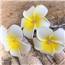 B/O LED White Flower String Lights GC2522760